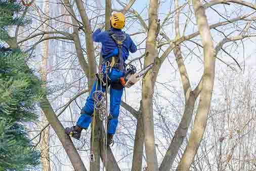 Tree Trimming Contractor